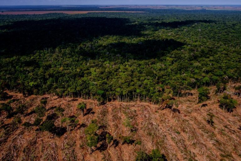 As raízes econômicas da destruição da Amazônia, por Ilona Szabó de Carvalho.